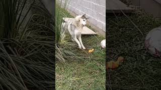 A husky is playing with a chickensiberianhuskypuppyhusky love [upl. by Ynafit]