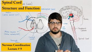 Structure and Function of Spinal Cord [upl. by Coit178]