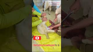 Castration in buck  male goat🐐 close castration [upl. by Otsirc]