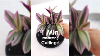 1 minute Tradescantia Cutting transfer to Soil indoorplantcare propagation tradescantia [upl. by Assennev]