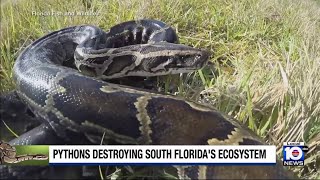 Study finds that Burmese pythons in South Florida can open jaws wider than previously thought [upl. by Georgetta]