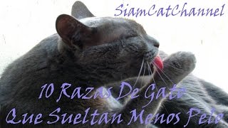 Top 10 Razas De Gato Que Sueltan Poco Pelo  SiamCatChannel [upl. by Bradlee]