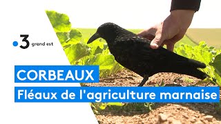 Les corbeaux un fléau pour lagriculture de la Marne [upl. by Tnahsarp513]