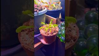 Winter project  revive this Dentate Venus flytrap plants garden carnivorousplants winter [upl. by Aiahc]