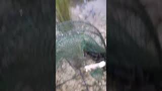 Catching Yabbies near Gulgong [upl. by Muriah]