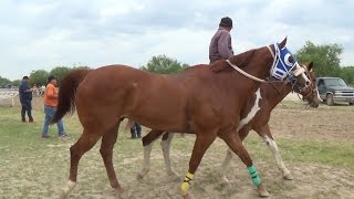 CARRERAS DE CABALLOS EL BARBARO VS EL COYOTE [upl. by Dylan]