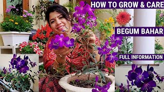 Begum BaharTibouchina Plant Care  Full Care of Begum Bahar Plant begumbahar permanent plants [upl. by Milty871]