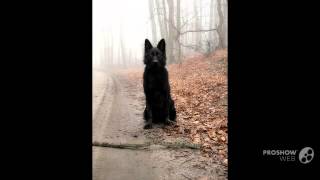 Belgian Shepherd Groenendael Dog breed [upl. by Telocin]