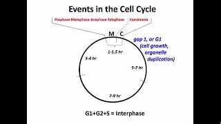 3412 Events in the Phases of the Cell Cycle [upl. by Nnaeirual]