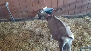 Lake Metroparks Farmpark Hoofed animals [upl. by Oicatsana]