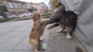 Tailless cat Attacks other cats and inflicts violence on them without mercy [upl. by Newhall]