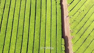 Kericho Tea Plantations Kenya  4K Drone [upl. by Kristoffer]