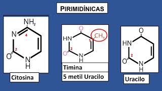 Todo lo que necesitan aprender sobre los nucleótidos [upl. by Foster]