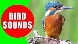 Bird sounds for kids  PART 1  Bird Identification Children Learn Common City Birds and Fowls [upl. by Deva]