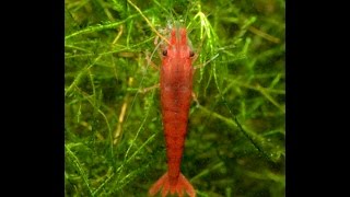 Ellobiopsidae Update Shrimp Disease Treatment Tuesday Tip [upl. by Assereht443]