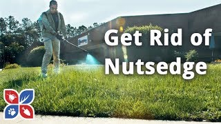 How to Get Rid of Nutsedge  Lawn Care Tips  DoMyOwncom [upl. by Adnomar]