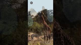 Girafas  Simbiose savana africa birds selvagens [upl. by Ijar]