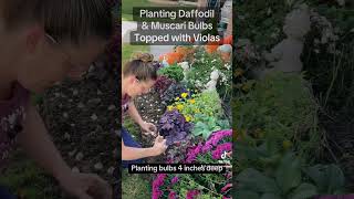 Bulbs Lasagna Layering DaffodilMuscari bulbs with Violas texasgarden zone8a texasgardening [upl. by Cirri]