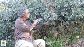 UCRBG California Native Plant Video Series Manzanita [upl. by Johny]