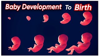 Baby development to Birth  Fertilization to Birth  Week and months  pregnancy stages [upl. by Sivle]