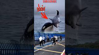 ORCA WHALE HUNTING whale amazing [upl. by Patman]