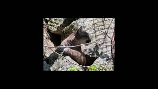 Squam Lake Science Center Mountain Lion kittens [upl. by Vihs430]