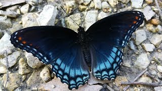 RedSpotted Purple Butterfly flapping wings amp puddling for eating minerals on ground [upl. by Brenn]