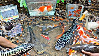 Looking for betta fish ornamental fish monster toman fish catfish snakehead fish glofish [upl. by Waldman]