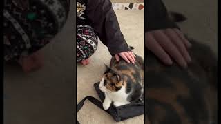 Seeing how long I can pet my cat [upl. by Branen759]