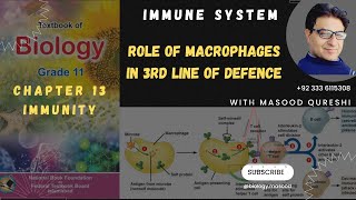 Role of Macrophages in Immune System  3rd Line of Defence  Biology Grade 11 Urdu Hindi English [upl. by Oicaro]