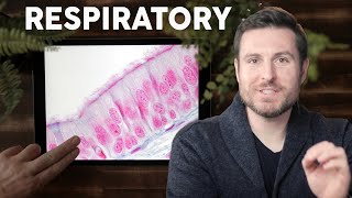 Respiratory Lung Histology Explained for Beginners  Corporis [upl. by Aleakcim]