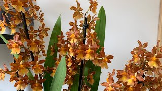 ODONTOCIDiUM CATATANTE dicas de cuidados  orquídeas trocando substrato [upl. by Leontina31]