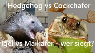 Fressen Igel Maikäfer  Can hedgehogs eat cockchafers Its tricky [upl. by Sydel76]