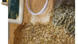 Giant Mealworms The Trick Professional Worm Farms Use To Make Huge Mealworms [upl. by Nesiaj]