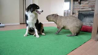 Dog and Capybara 2 [upl. by Tdnarb]