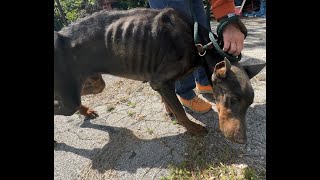 Look at this emaciated doberman we found  Stray Rescue of StLouis [upl. by Nidla42]