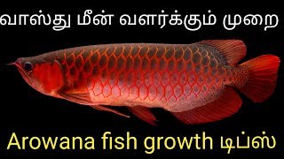 Arowana information in  tamil  tank mates living condition  Fish Aquarium Tamil [upl. by Ashleigh]