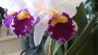 Cattleya  März 2012 [upl. by Ssalguod306]