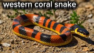 western coral snakesnakeWestern coral snake complete information in English [upl. by Sherrie844]