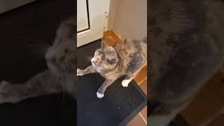 Cute cat shortsviral shorts comedy [upl. by Yentirb]