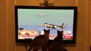 My cats dont like Trump or his plane [upl. by Sekoorb]