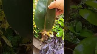 Rubber plant ka LEAF sa PROPAGATIONRubber plant youtubeshorts viralshort my garden gardening [upl. by Chrisoula]