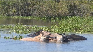 Water buffalo organic farm [upl. by Haleigh]