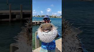 Puffer Fish Puffing Up for Survival shortsfeed facts trendingonshorts [upl. by Christianna]