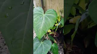 Plants onlineplants for sale anthurium plants malayalam shorts [upl. by Adnilym196]