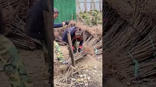 Sapling branch cutting process Good tools and machinery can increase work efficiency [upl. by Ennasirk]