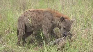 Sound of the African Bushveld  Hyenas  AFRICAN WILDLIFE [upl. by Gans156]