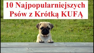 10 Najpopularniejszych PSÓW z Krótką KUFĄ [upl. by Esele463]