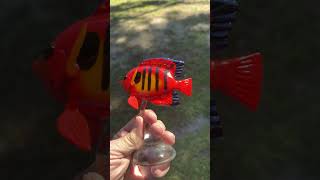 Flame Angelfish [upl. by Schellens654]