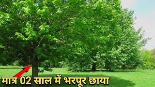 Top 05 fast growing Shade Giving Trees in India [upl. by Nalra818]